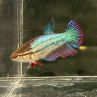 the-fish-farm Female Betta Female Betta - One Only - R Choose your own Female Betta at The Fish Farm Australia