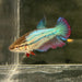 the-fish-farm Female Betta Female Betta - One Only - R Choose your own Female Betta at The Fish Farm Australia