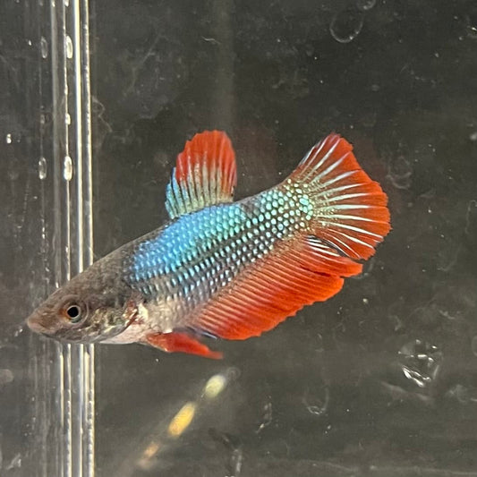 the-fish-farm Female Betta Female Betta - One Only - R Choose your own Female Betta at The Fish Farm Australia