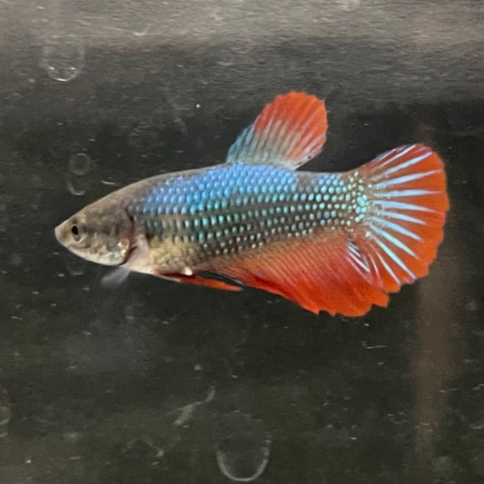 the-fish-farm Female Betta Female Betta - One Only - R Choose your own Female Betta at The Fish Farm Australia