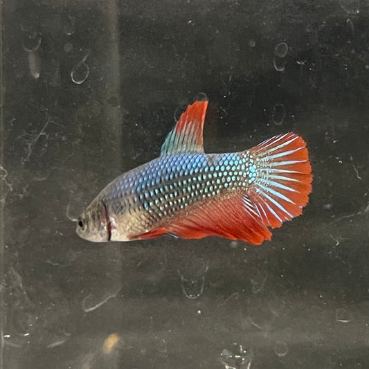 the-fish-farm Female Betta Female Betta - One Only - R Choose your own Female Betta at The Fish Farm Australia