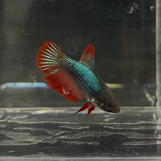 the-fish-farm Female Betta Female Betta - One Only - R Choose your own Female Betta at The Fish Farm Australia