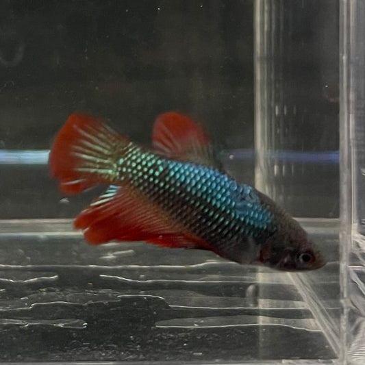 the-fish-farm Female Betta Female Betta - One Only - R Choose your own Female Betta at The Fish Farm Australia