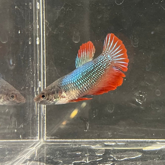 the-fish-farm Female Betta Female Betta - One Only - R Choose your own Female Betta at The Fish Farm Australia