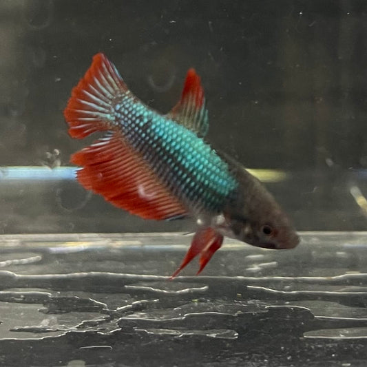 the-fish-farm Female Betta Female Betta - One Only - R Choose your own Female Betta at The Fish Farm Australia