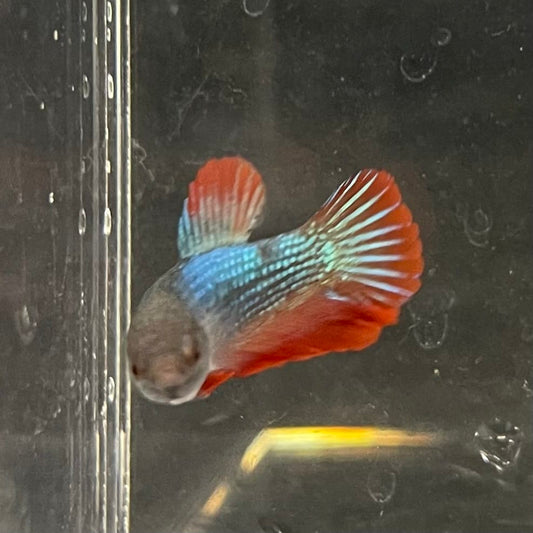 the-fish-farm Female Betta Female Betta - One Only - R Choose your own Female Betta at The Fish Farm Australia