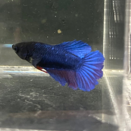 the-fish-farm Female Betta Female Betta - One Only - R Choose your own Female Betta at The Fish Farm Australia