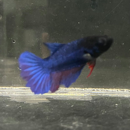 the-fish-farm Female Betta Female Betta - One Only - R Choose your own Female Betta at The Fish Farm Australia