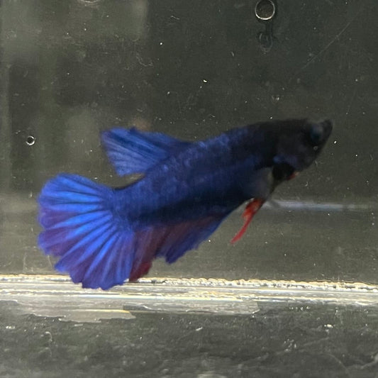 the-fish-farm Female Betta Female Betta - One Only - R Choose your own Female Betta at The Fish Farm Australia