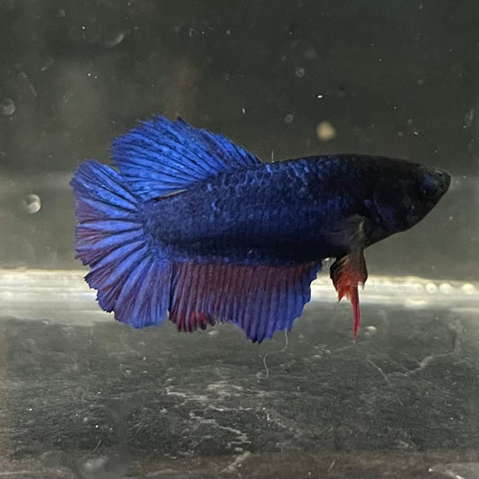 the-fish-farm Female Betta Female Betta - One Only - R Choose your own Female Betta at The Fish Farm Australia