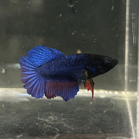 the-fish-farm Female Betta Female Betta - One Only - R Choose your own Female Betta at The Fish Farm Australia