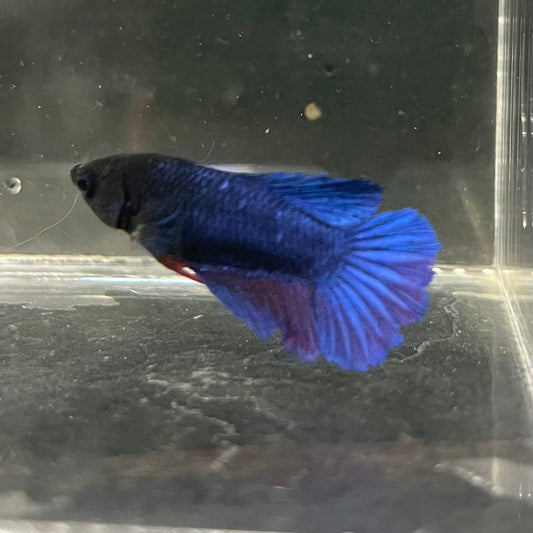 the-fish-farm Female Betta Female Betta - One Only - R Choose your own Female Betta at The Fish Farm Australia