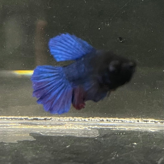 the-fish-farm Female Betta Female Betta - One Only - R Choose your own Female Betta at The Fish Farm Australia