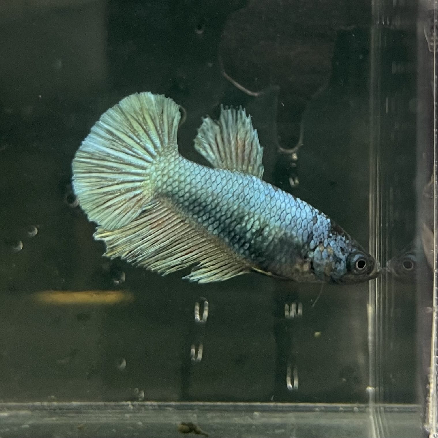 the-fish-farm Female Betta Female Betta - One Only - R Choose your own Female Betta at The Fish Farm Australia