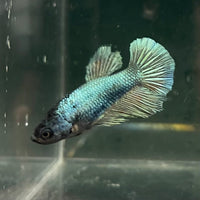 the-fish-farm Female Betta Female Betta - One Only - R Choose your own Female Betta at The Fish Farm Australia