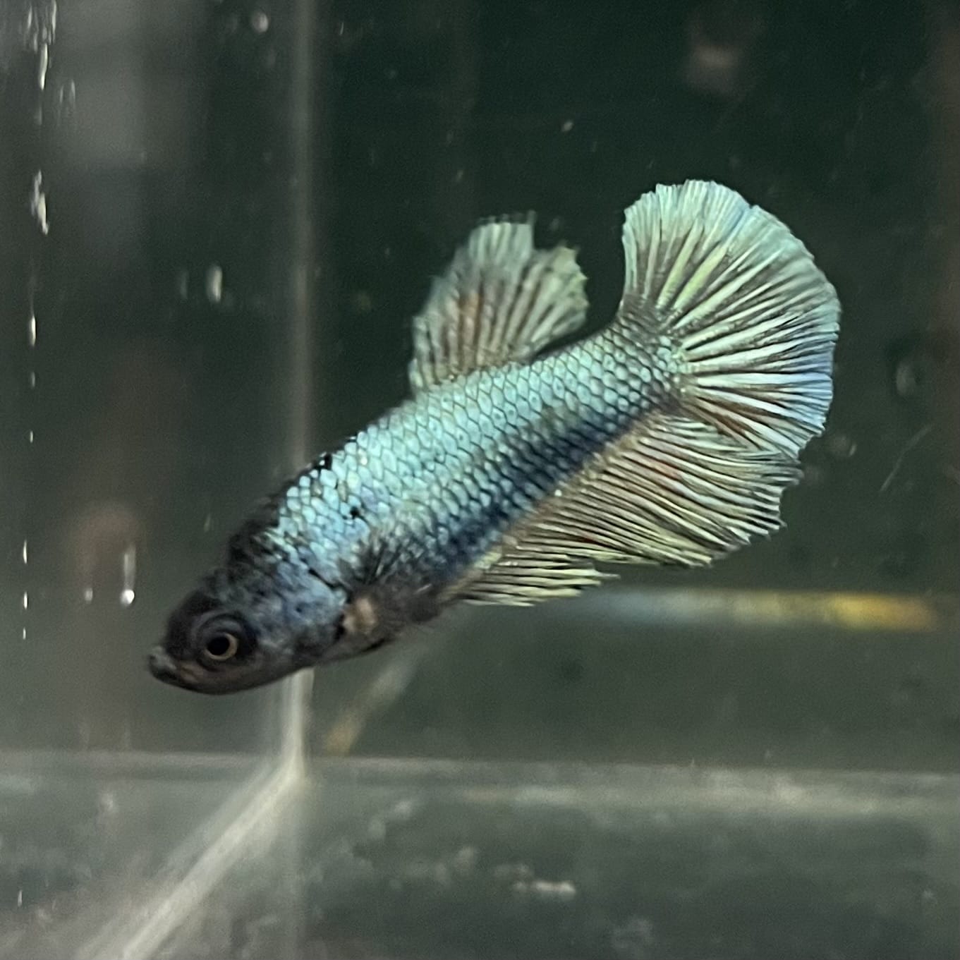 the-fish-farm Female Betta Female Betta - One Only - R Choose your own Female Betta at The Fish Farm Australia