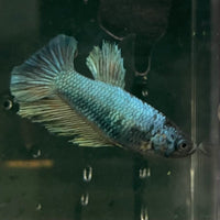 the-fish-farm Female Betta Female Betta - One Only - R Choose your own Female Betta at The Fish Farm Australia
