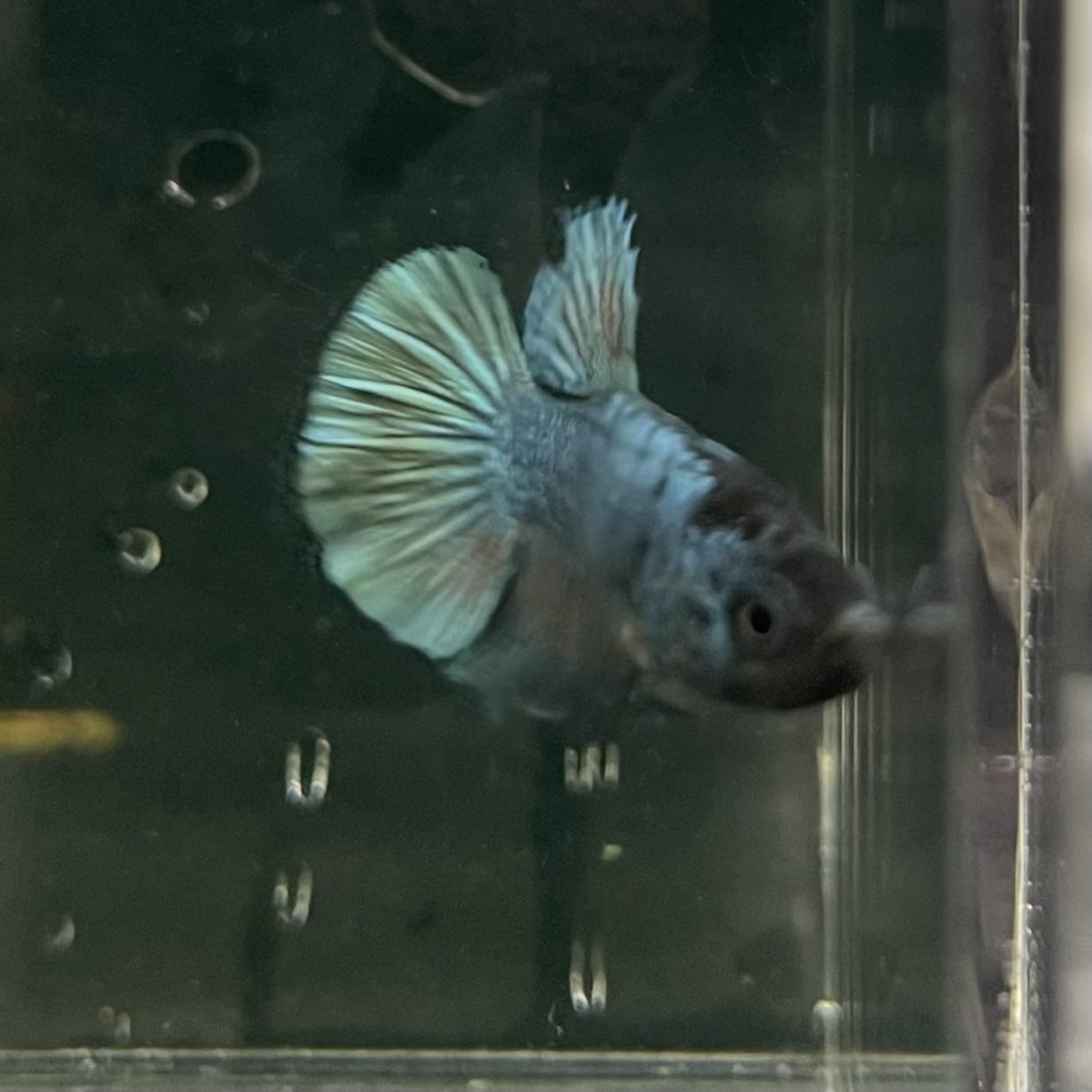 the-fish-farm Female Betta Female Betta - One Only - R Choose your own Female Betta at The Fish Farm Australia