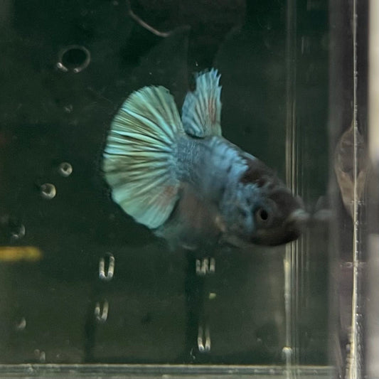 the-fish-farm Female Betta Female Betta - One Only - R Choose your own Female Betta at The Fish Farm Australia