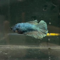 the-fish-farm Female Betta Female Betta - One Only - R Choose your own Female Betta at The Fish Farm Australia
