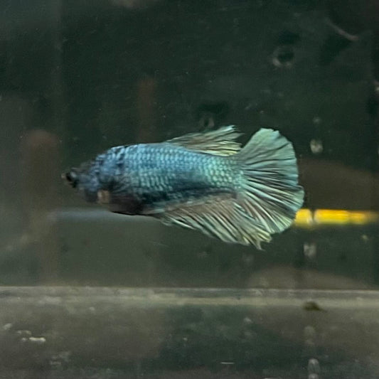 the-fish-farm Female Betta Female Betta - One Only - R Choose your own Female Betta at The Fish Farm Australia