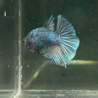 the-fish-farm Female Betta Female Betta - One Only - R Choose your own Female Betta at The Fish Farm Australia