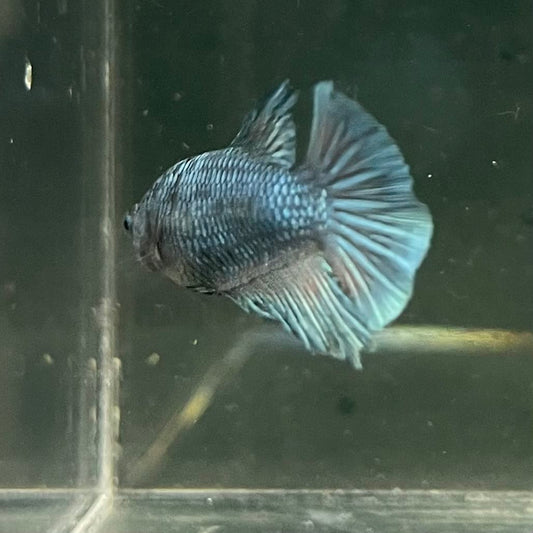 the-fish-farm Female Betta Female Betta - One Only - R Choose your own Female Betta at The Fish Farm Australia