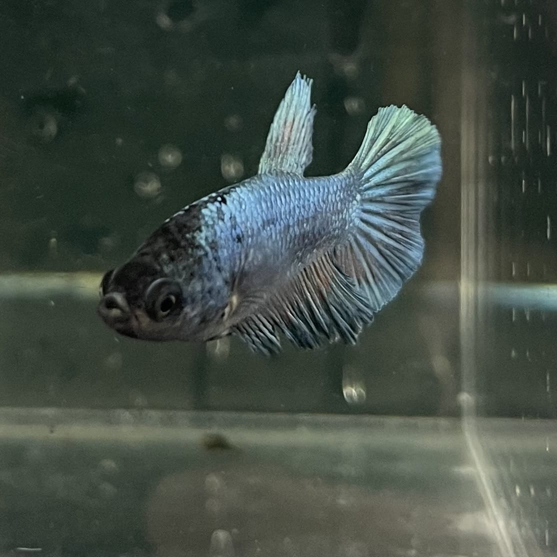 the-fish-farm Female Betta Female Betta - One Only - R Choose your own Female Betta at The Fish Farm Australia