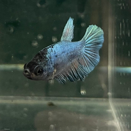 the-fish-farm Female Betta Female Betta - One Only - R Choose your own Female Betta at The Fish Farm Australia
