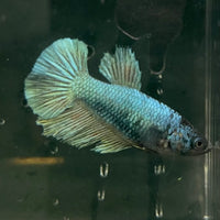 the-fish-farm Female Betta Female Betta - One Only - R Choose your own Female Betta at The Fish Farm Australia