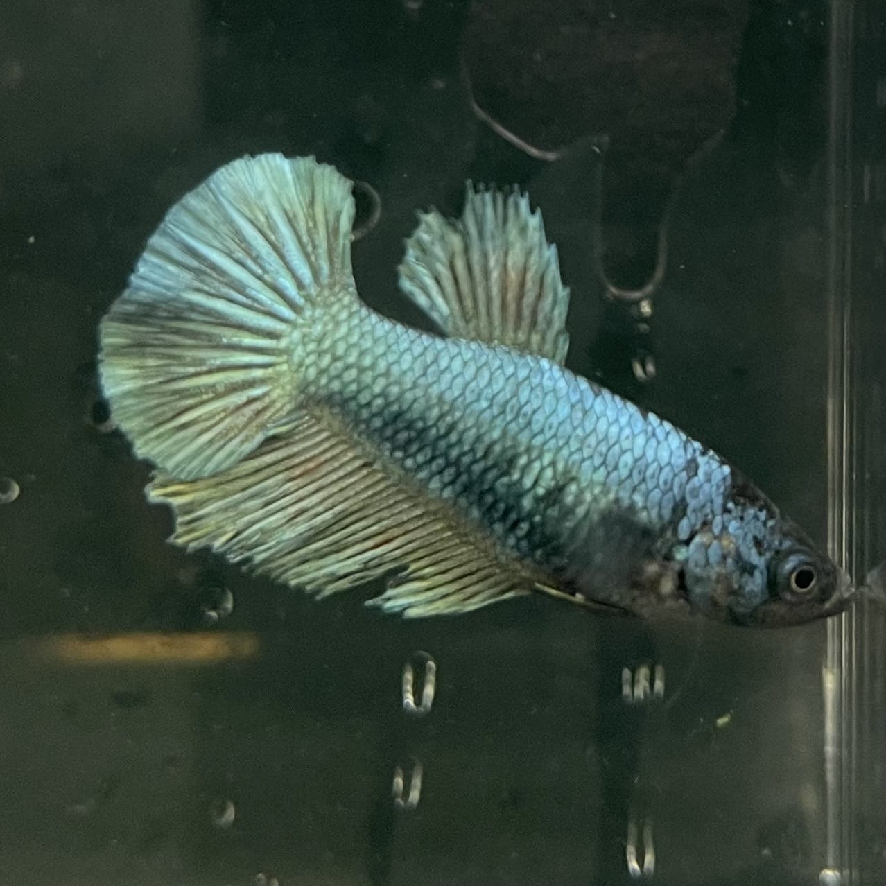 the-fish-farm Female Betta Female Betta - One Only - R Choose your own Female Betta at The Fish Farm Australia