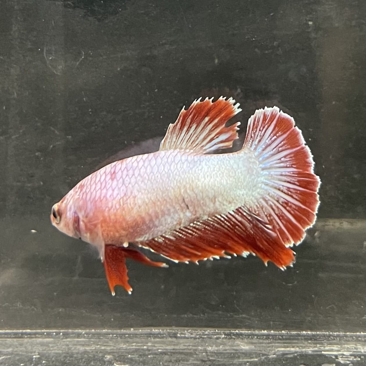 the-fish-farm Female Betta Female Betta - One Only - R Choose your own Female Betta at The Fish Farm Australia