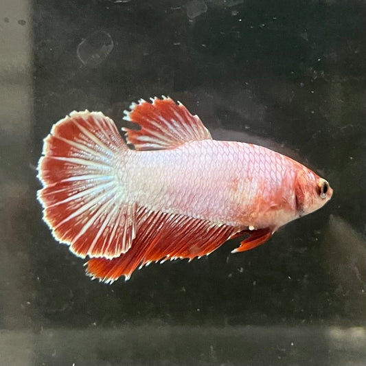 the-fish-farm Female Betta Female Betta - One Only - R Choose your own Female Betta at The Fish Farm Australia