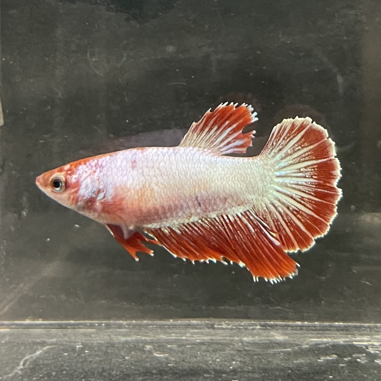 the-fish-farm Female Betta Female Betta - One Only - R Choose your own Female Betta at The Fish Farm Australia