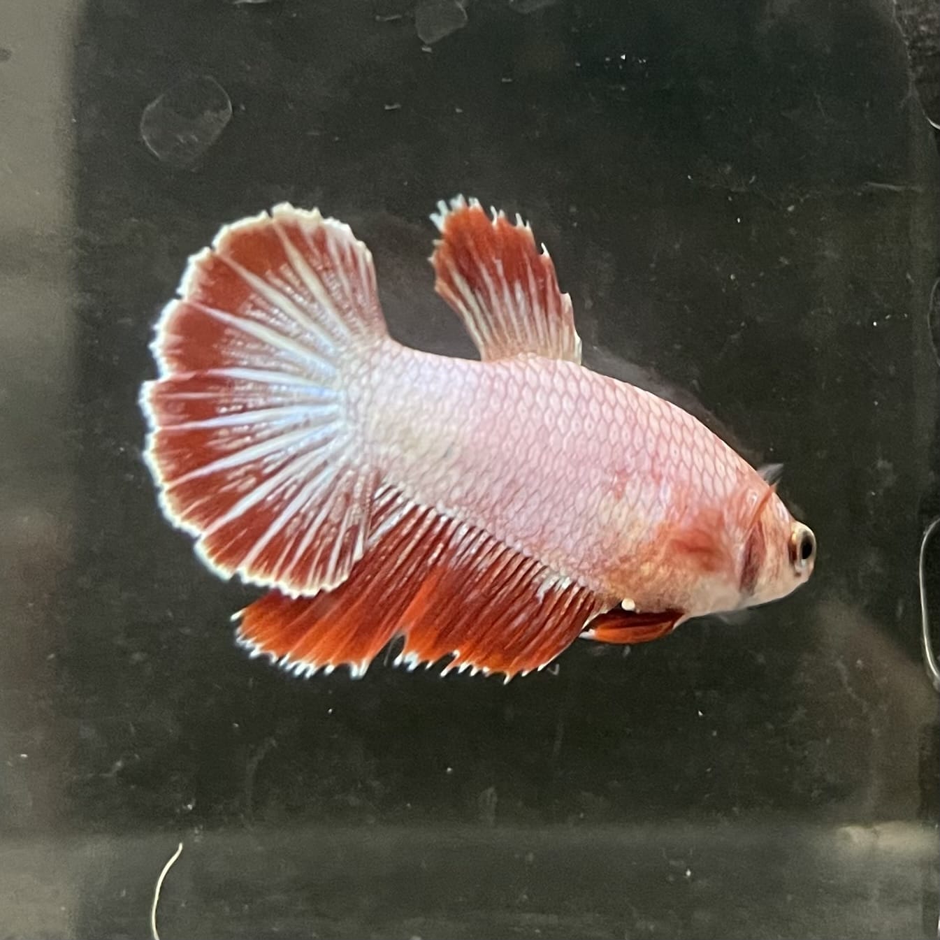 the-fish-farm Female Betta Female Betta - One Only - R Choose your own Female Betta at The Fish Farm Australia