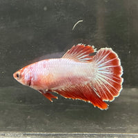 the-fish-farm Female Betta Female Betta - One Only - R Choose your own Female Betta at The Fish Farm Australia