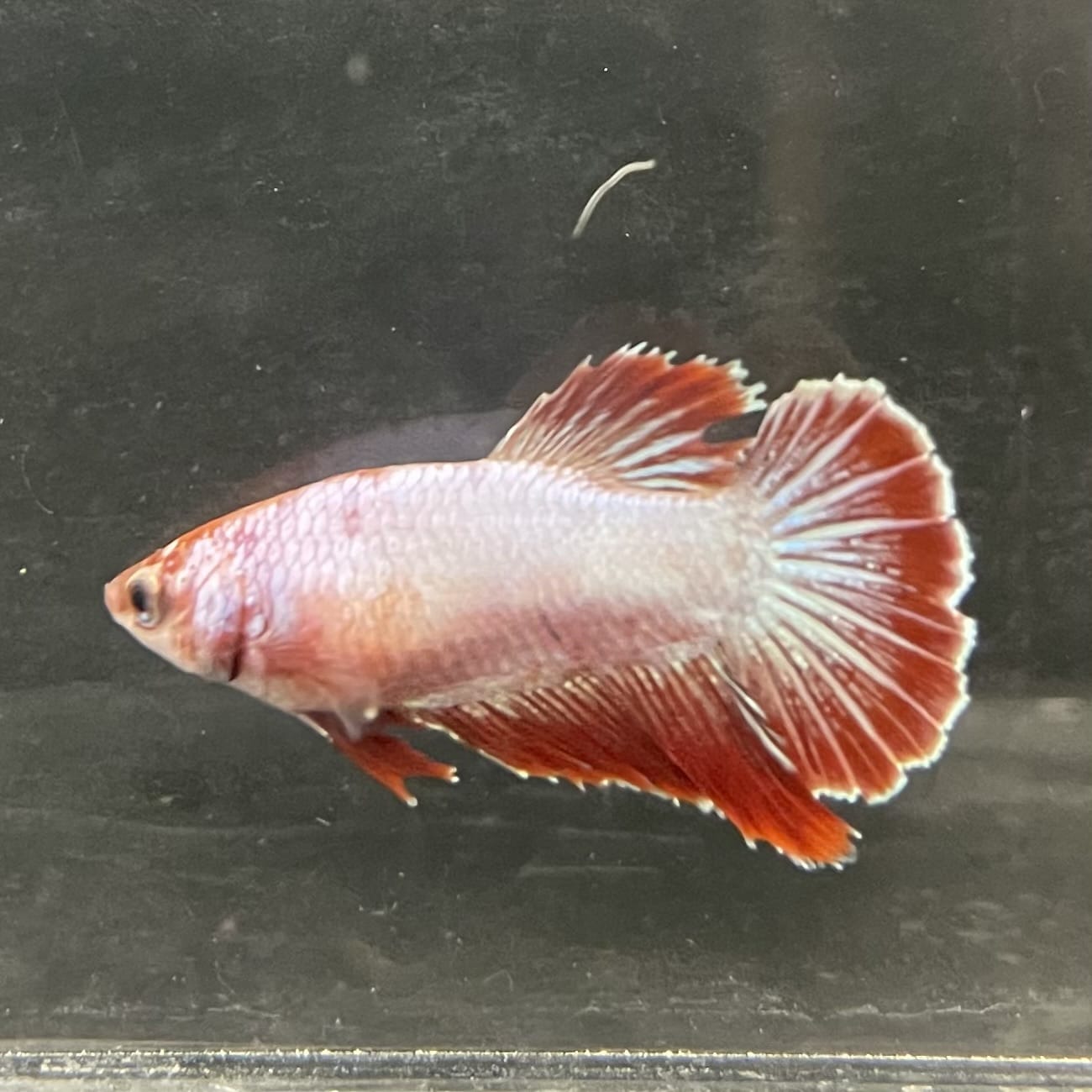 the-fish-farm Female Betta Female Betta - One Only - R Choose your own Female Betta at The Fish Farm Australia