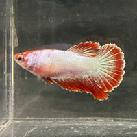 the-fish-farm Female Betta Female Betta - One Only - R Choose your own Female Betta at The Fish Farm Australia