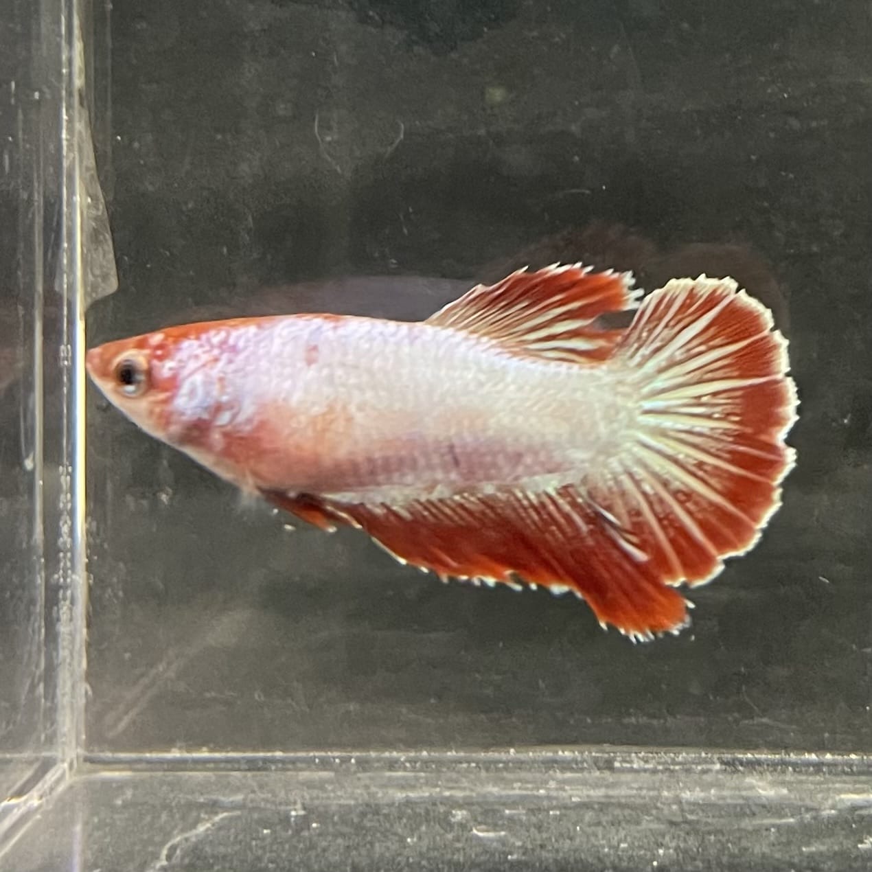 the-fish-farm Female Betta Female Betta - One Only - R Choose your own Female Betta at The Fish Farm Australia