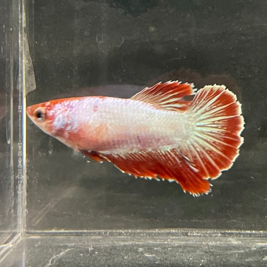 the-fish-farm Female Betta Female Betta - One Only - R Choose your own Female Betta at The Fish Farm Australia