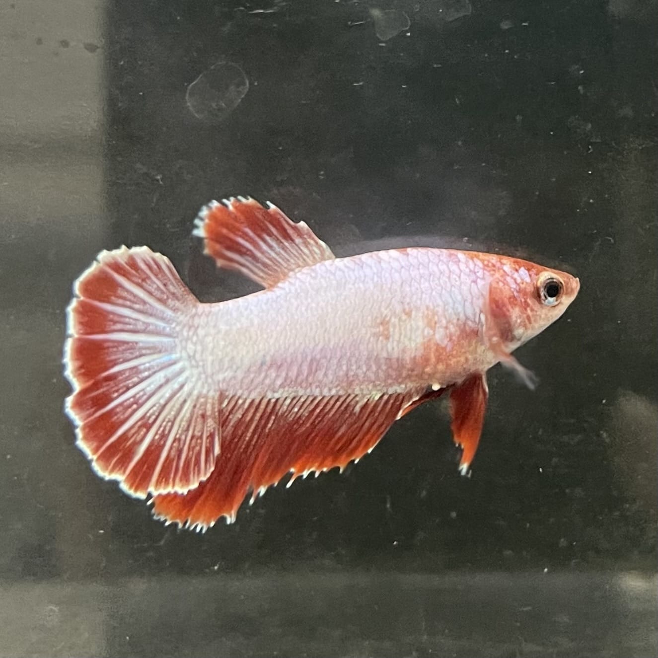the-fish-farm Female Betta Female Betta - One Only - R Choose your own Female Betta at The Fish Farm Australia