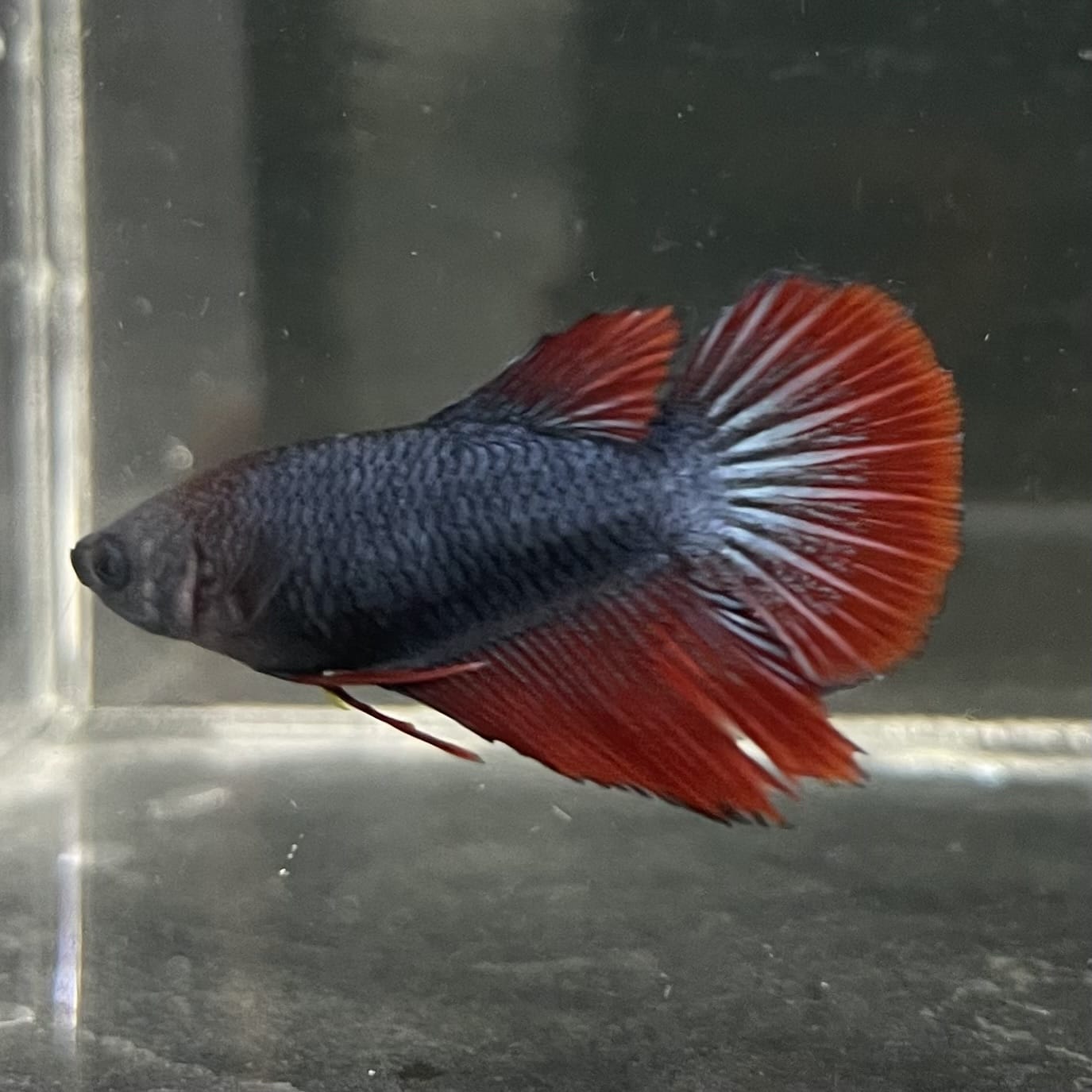 the-fish-farm Female Betta Female Betta - One Only - R Choose your own Female Betta at The Fish Farm Australia