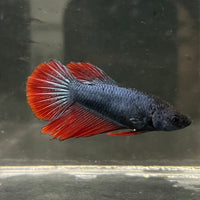 the-fish-farm Female Betta Female Betta - One Only - R Choose your own Female Betta at The Fish Farm Australia
