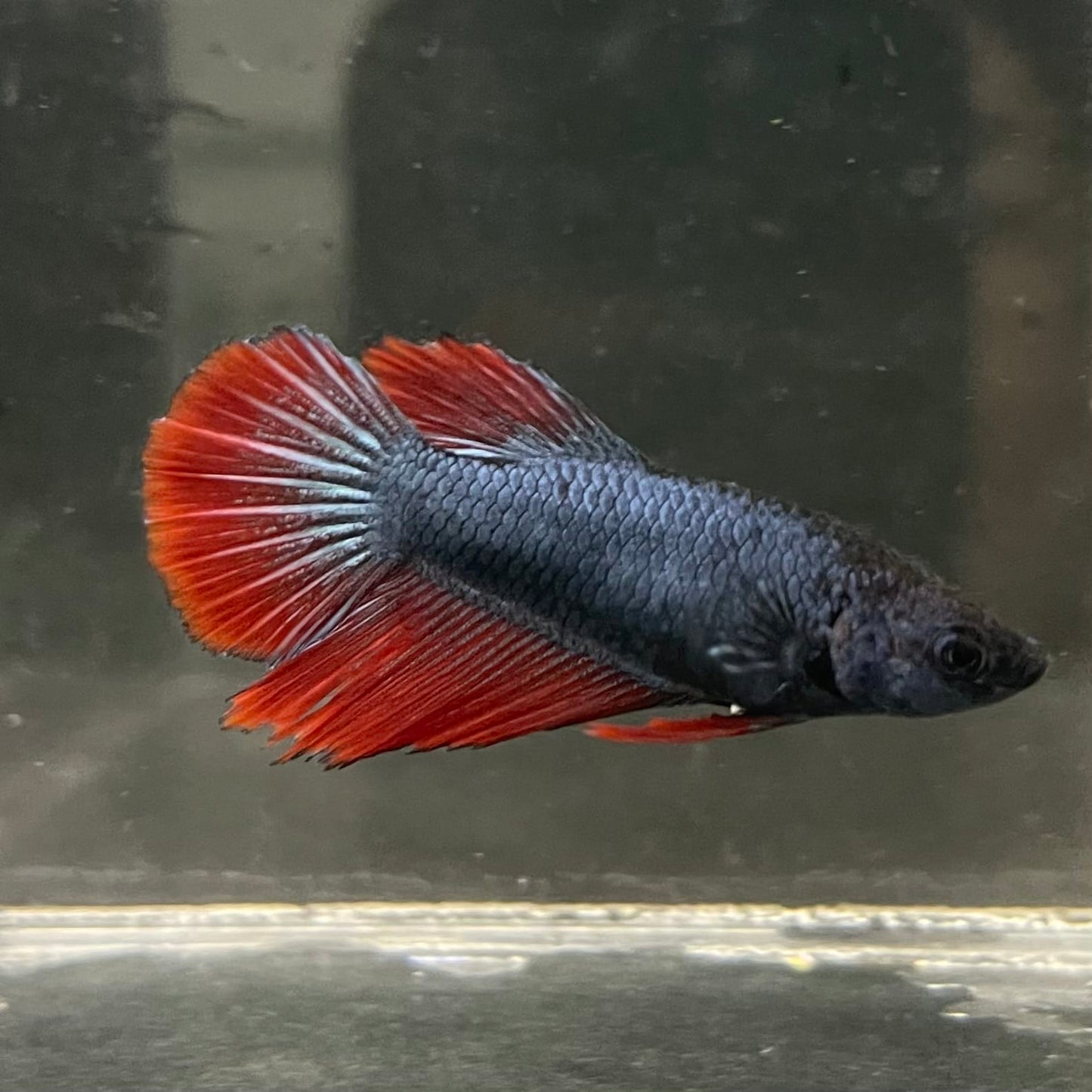 the-fish-farm Female Betta Female Betta - One Only - R Choose your own Female Betta at The Fish Farm Australia