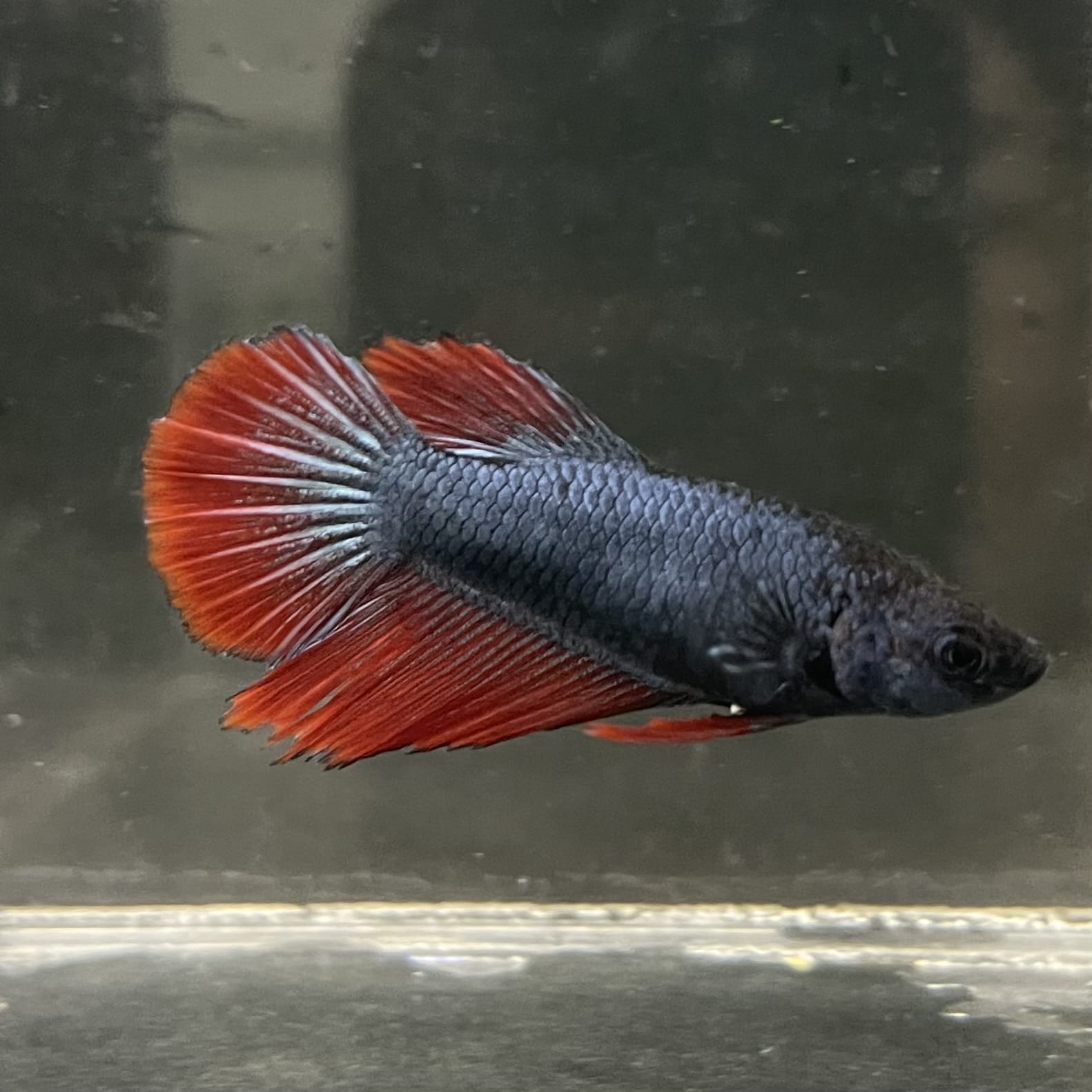 the-fish-farm Female Betta Female Betta - One Only - R Choose your own Female Betta at The Fish Farm Australia