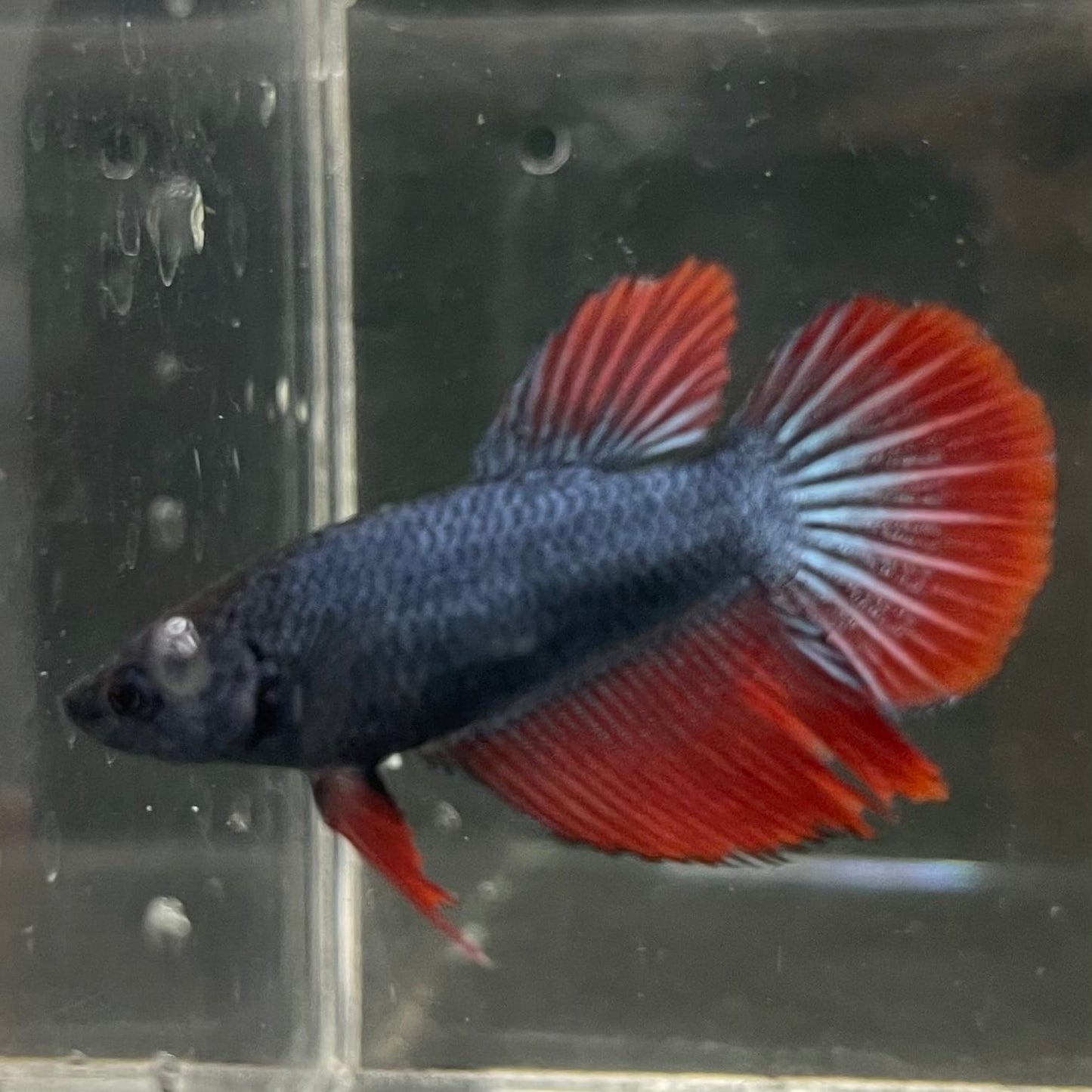 the-fish-farm Female Betta Female Betta - One Only - R Choose your own Female Betta at The Fish Farm Australia