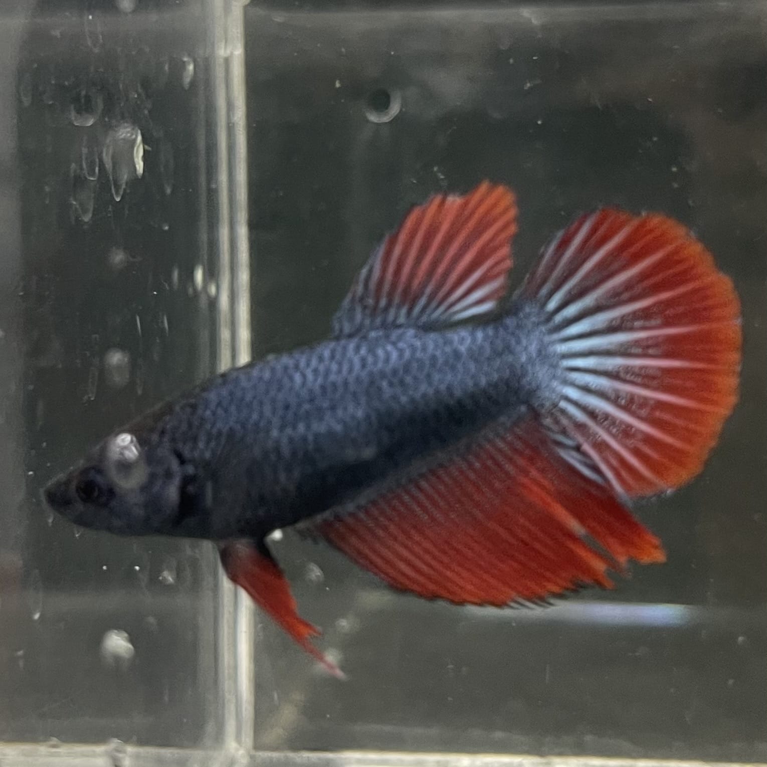 the-fish-farm Female Betta Female Betta - One Only - R Choose your own Female Betta at The Fish Farm Australia