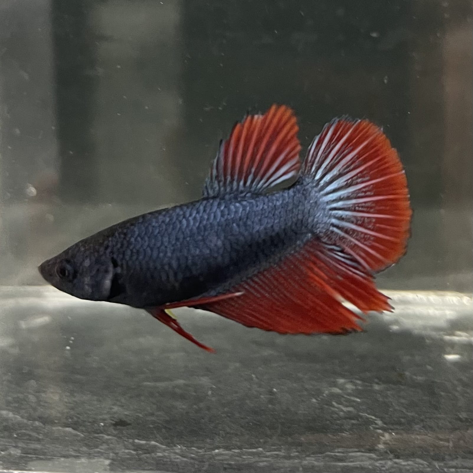 the-fish-farm Female Betta Female Betta - One Only - R Choose your own Female Betta at The Fish Farm Australia