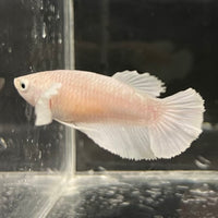 the-fish-farm Female Betta Female Betta - One Only - R Choose your own Female Betta at The Fish Farm Australia