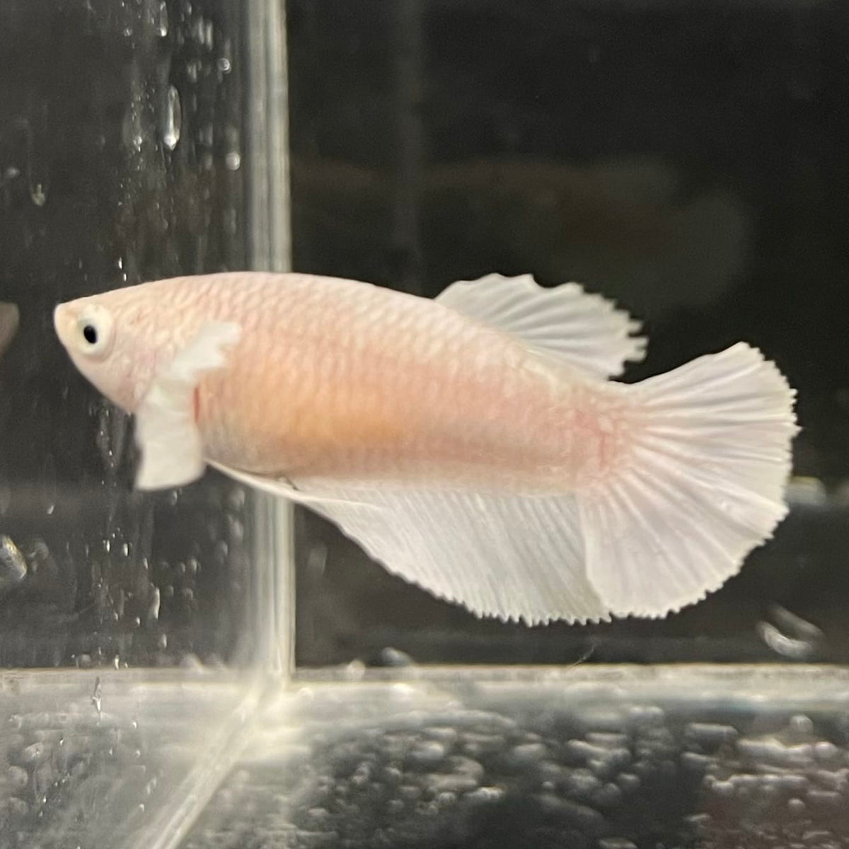 the-fish-farm Female Betta Female Betta - One Only - R Choose your own Female Betta at The Fish Farm Australia